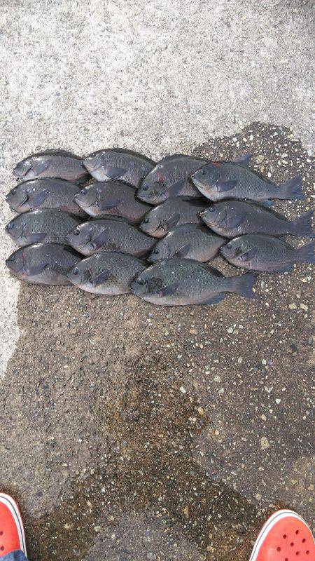 垂水一文字グレ