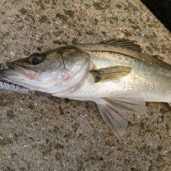 何故かハマチ⁉