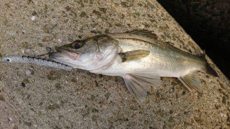 何故かハマチ⁉