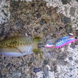 2017秋イカ初釣行