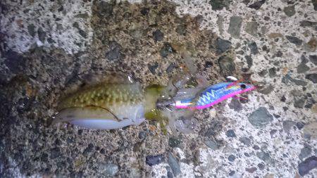 2017秋イカ初釣行