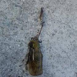 貝塚人工島でアオリイカ2杯キャッチ