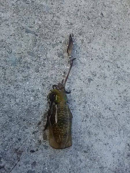 貝塚人工島でアオリイカ2杯キャッチ