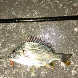 キビレに癒されて