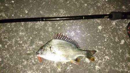 キビレに癒されて