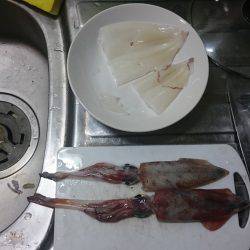 今期初ケンサキイカ!