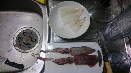 今期初ケンサキイカ!