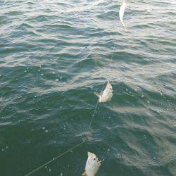 浜名湖内でも大物
