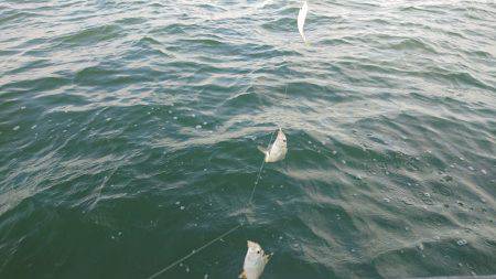 浜名湖内でも大物