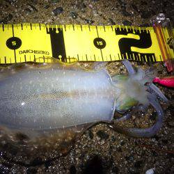 朝マズメ狙いで