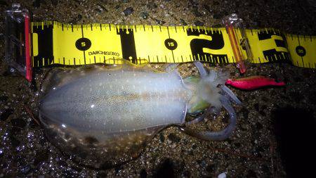 朝マズメ狙いで