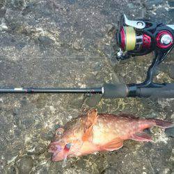 型が落ちてきたガシラポンポン