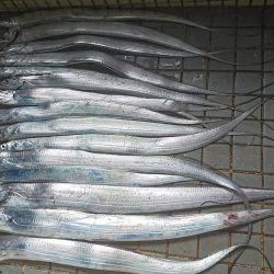 マリーナシティタチウオ