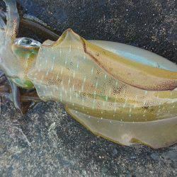 大会余波の混雑