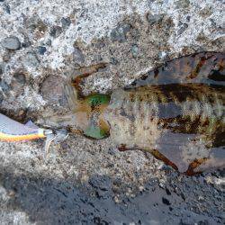 新規ポイント調査