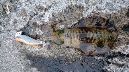 新規ポイント調査