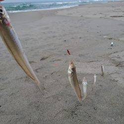 キスフィーバー