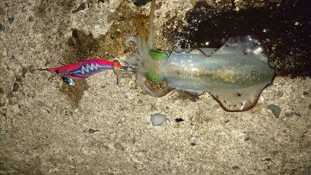 条件良くても渋い