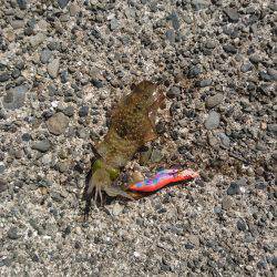 朝からショアジギング