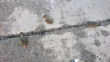 エサが余っていたので