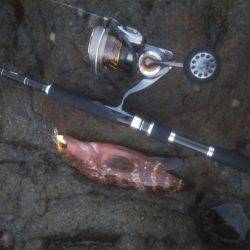 ロックフィッシュ