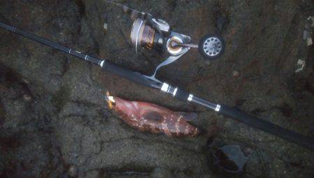 ロックフィッシュ