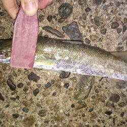 今年の秋エギング