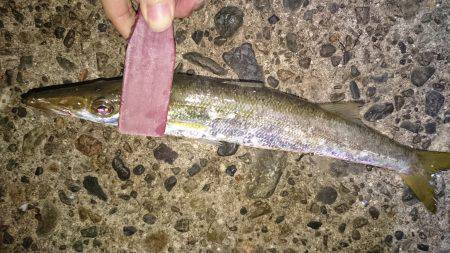 今年の秋エギング