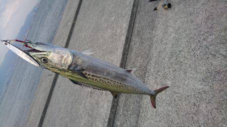 ポーアイ太刀魚