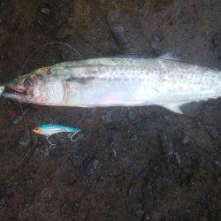 ロックフィッシュ＆　シーバス