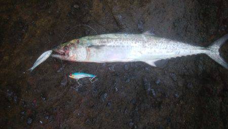 ロックフィッシュ＆　シーバス