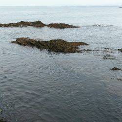 小さいアオリイカ