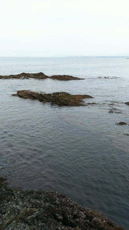 小さいアオリイカ