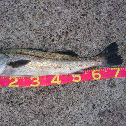 子守りがてらに♪