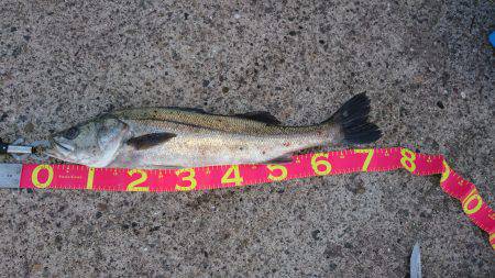 子守りがてらに♪