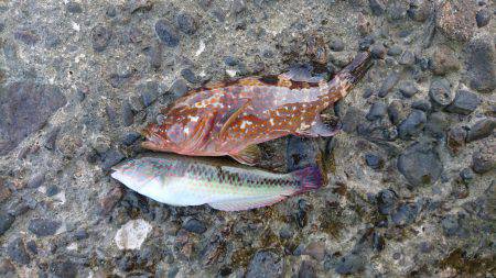 久しぶりの磯釣り！