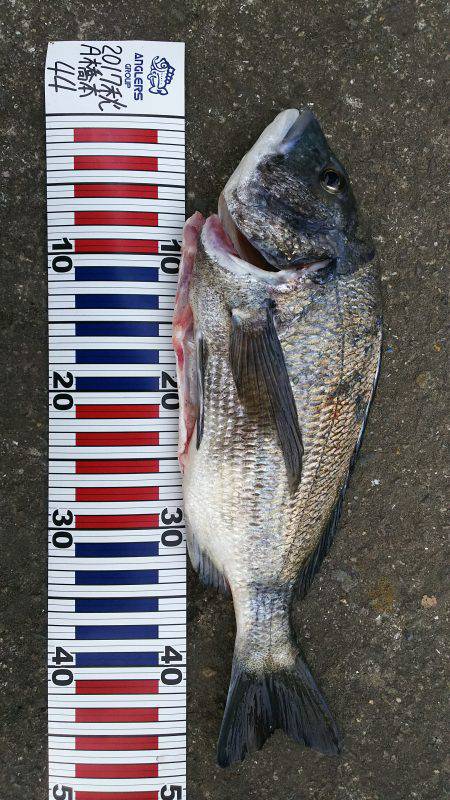 イワシで良型チヌゲット