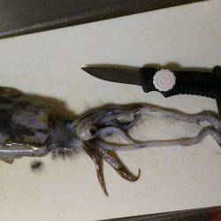 アオリイカ228gゲット