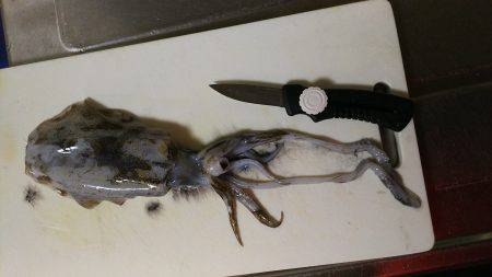 アオリイカ228gゲット