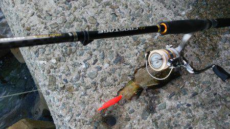 teamゲッソー調査隊