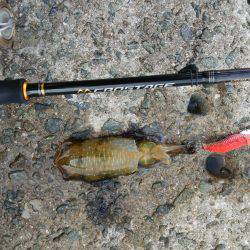 teamゲッソー調査隊