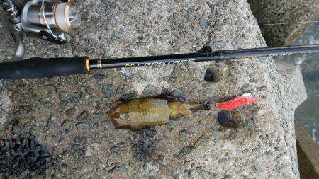 teamゲッソー調査隊