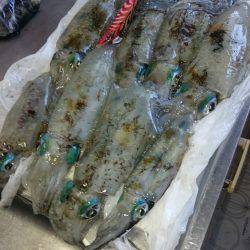 アオリイカ大漁