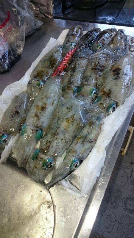 アオリイカ大漁