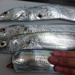 淡タチ、テンション低め