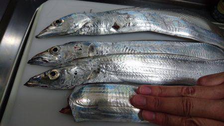 淡タチ、テンション低め