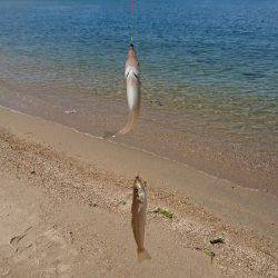 青物からのキス