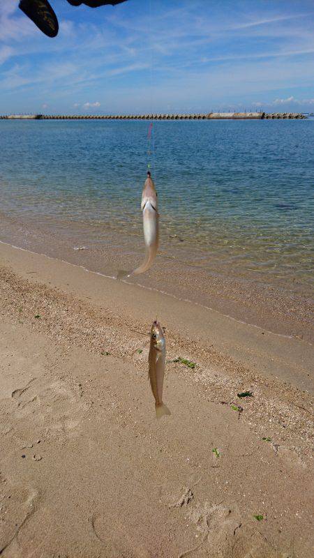 青物からのキス