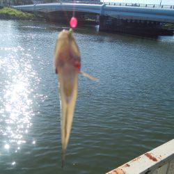 大川某所でハゼ