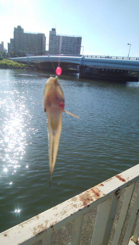 大川某所でハゼ